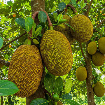 Raw Jackfruit